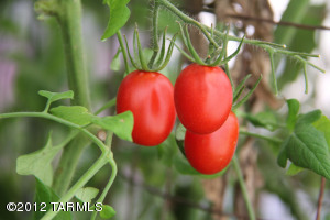 Tomatoes from Green House