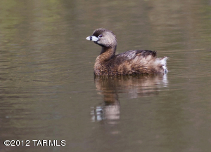 Wildlife-duckling on pond
